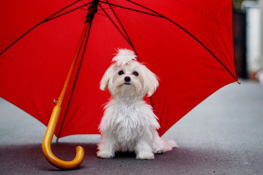 Maltese under the umbrella 