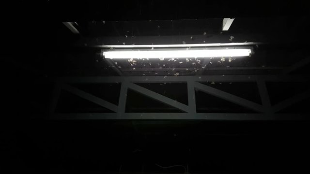 Winged Termites Flying around fluorescent light in the night at the garage, copyspace
