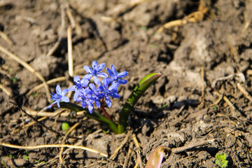 Blue scilla flower (Scilla bifolia) or Squill in forest on spring