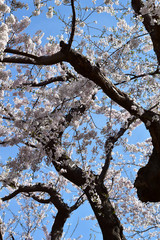 満開の桜の古木を下から見上げる