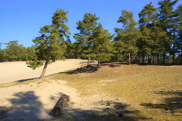 Spring morning in the Pine forest. Russia.