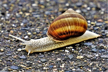 Weinbergschnecke auf Feldweg