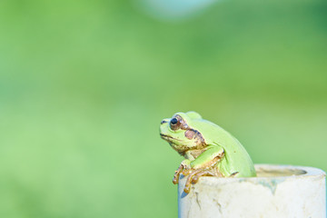 アマガエル　緑背景