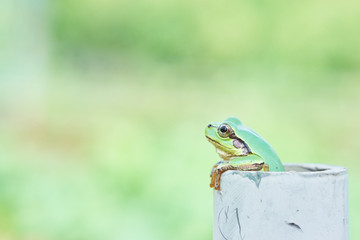 Naklejka premium アマガエル リラックス