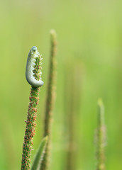 A green caterpillar is sitting on the grass.