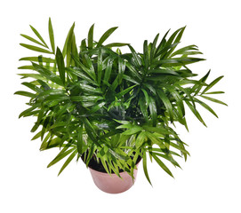 Mini coconut tree Completely white background