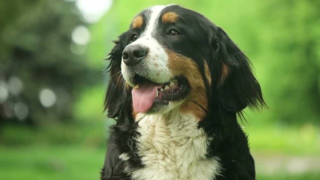 Bernese Mountain Dog