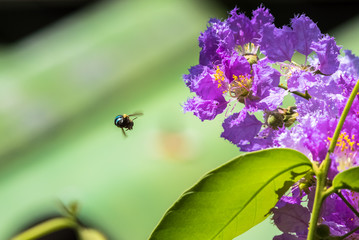 The bees fly around the flower to find nectar from Lagerstroemia blooming in nature