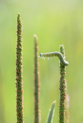 Green caterpillar stretches to the neighboring grass.