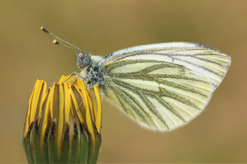 A butterfly is sitting on a yellow dandelion.
