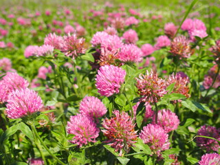 野原のアカツメクサ