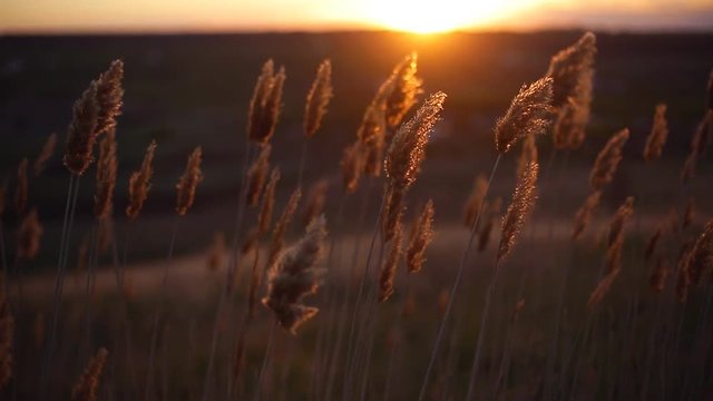 Dry plants crouch in the field in the wind during sunset.