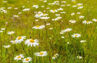 Flowering oxeye daisy blooms between grasses from close