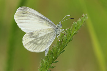 The butterfly sits on the green grass.
