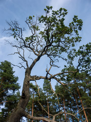 dying oak tree with many dry branches