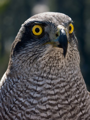 falcon with yellow eyes