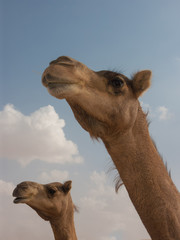 two camels heads against sky