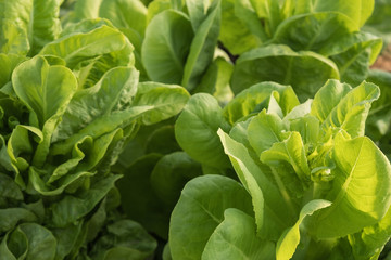 Fresh lettuce plant closeup growing in the garden