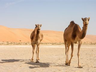 two camels walking with dunes in background