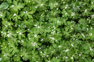 Spring time - Geranium leaves covered with blossom petals. Background and textures.