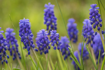 Muscari blossoms in the grass. Spring background and textures.