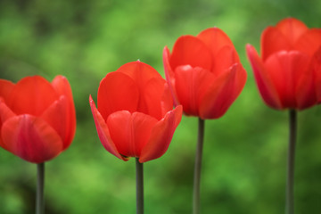 Obraz premium Spring time - Fresh red tulips close up.