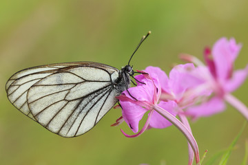 The butterfly sits on a pink flower.
