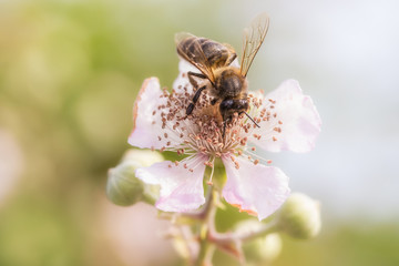 Bee sucking nectar from a flower.