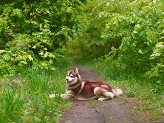 Portrait of a husky dog in the summer in the park after a rain © Алексей Белов