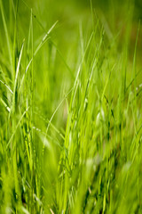 Beautiful green grass