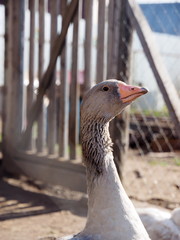 Geese on the farm
