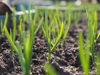 Garden beds with green onions