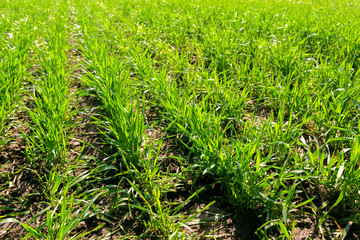 spring green field