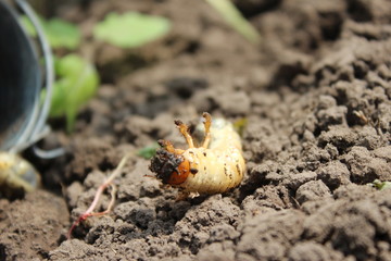 Larva of the May beetle