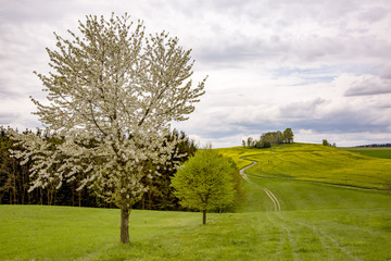 Nature landscape in spring