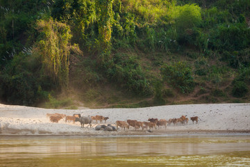 Animals on the Mekong riverside in Laos