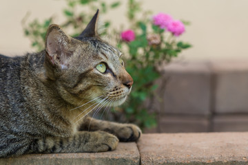 A domestic cat is resting on the pile of bricks and looking upward.
