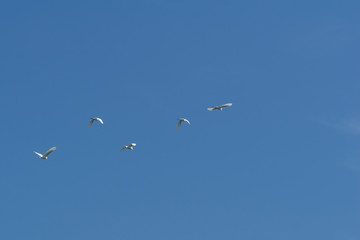 Birds flying with blue sky formation in Royal Belum rainforest