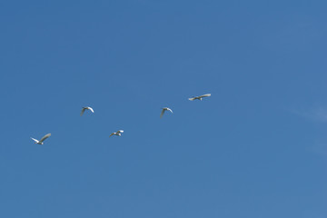 Birds flying with blue sky formation in Royal Belum rainforest
