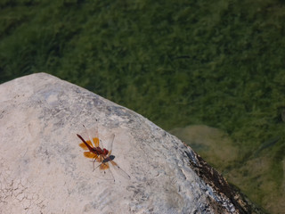 red dragonfly resting on stone