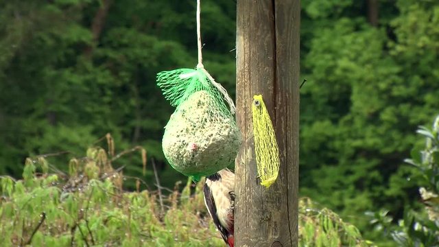 Z&ouml;gerlich n&auml;hert sich der Buntspecht dem Meisenkn&ouml;del