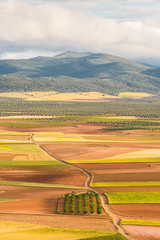 Rural road in fields with summer crop, Spain