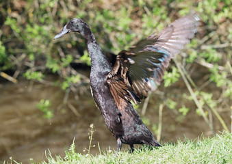 Indian Runner  female duck in the native habitat