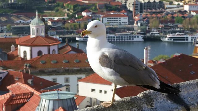 Sea gull sitting on the parapet on the background of the old Porto city, Portugal
