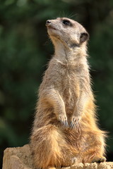 Fototapeta premium ミーアキャット