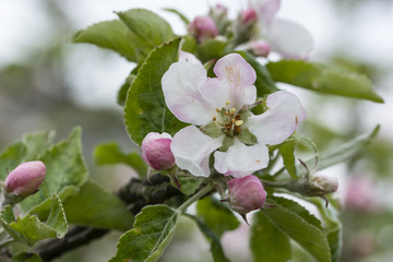 Flower of an apple tree on a branch.