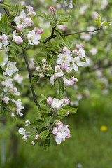 Obraz premium Flower of an apple tree on a branch.
