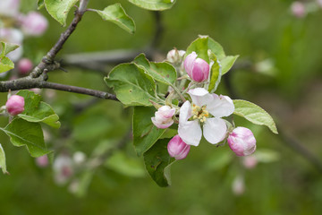 Flower of an apple tree on a branch.