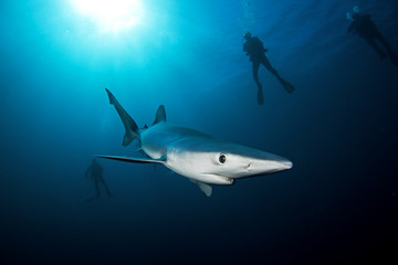 Blue shark, prionace glauca, Atlantic ocean