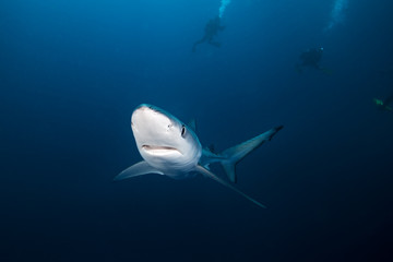 Blue shark, prionace glauca, Atlantic ocean